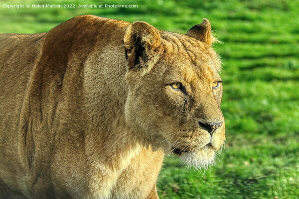 Lioness stalking in colour Picture Board by Helkoryo Photography