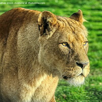 Buy canvas prints of Lioness stalking in colour by Helkoryo Photography