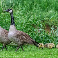 Buy canvas prints of Canadian Goose Family Parade 1 by Helkoryo Photography
