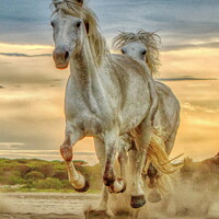 Buy canvas prints of Chase on the Beach 3 horses Portrait dark by Helkoryo Photography
