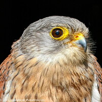 Buy canvas prints of Common Kestrel Falco Tinnunculus close up 1 by Helkoryo Photography