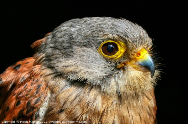 Common Kestrel Falco Tinnunculus close up 2 Picture Board by Helkoryo Photography