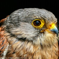 Buy canvas prints of Common Kestrel Falco Tinnunculus close up 2 by Helkoryo Photography