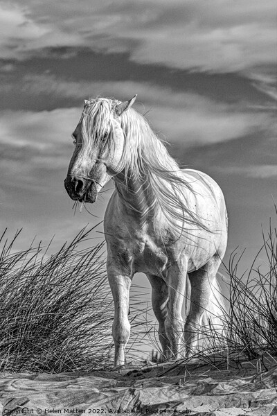 A White Camargue Stallion Horse Black and White Picture Board by Helkoryo Photography