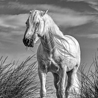 Buy canvas prints of A White Camargue Stallion Horse Black and White by Helkoryo Photography