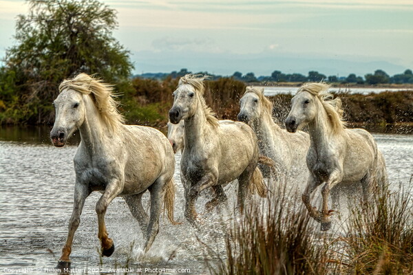 Camargue Wild White Horse in the Marshes 1 colour Picture Board by Helkoryo Photography