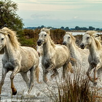 Buy canvas prints of Camargue Wild White Horse in the Marshes 1 colour by Helkoryo Photography