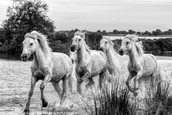 Camargue Wild White Horse in the Marshes 1 BW Picture Board by Helkoryo Photography