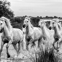 Buy canvas prints of Camargue Wild White Horse in the Marshes 1 BW by Helkoryo Photography
