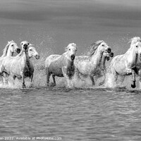 Buy canvas prints of Camargue Wild White Horse in the Marshes 2 BW by Helen Matten