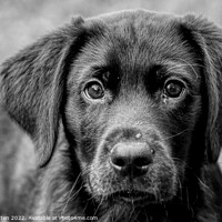 Buy canvas prints of Loving Eyes Black Labrador pup by Helkoryo Photography