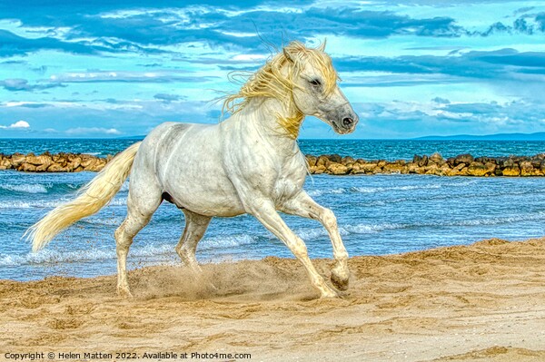 Camargue white stallion HDR Picture Board by Helkoryo Photography