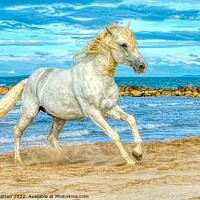 Buy canvas prints of Camargue white stallion HDR by Helkoryo Photography