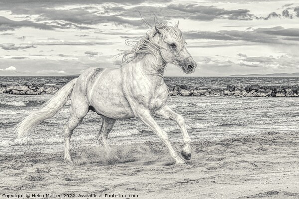 Camargue white stallion Black and White Picture Board by Helkoryo Photography