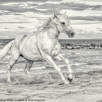 Buy canvas prints of Camargue white stallion Black and White by Helkoryo Photography