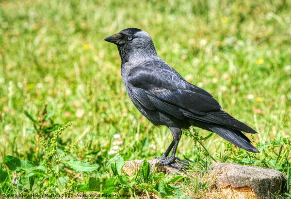 Juvenile Jackdaw Picture Board by Helkoryo Photography
