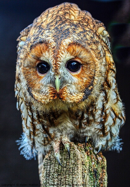 Tawny Owl Portrait Picture Board by Helkoryo Photography