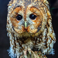 Buy canvas prints of Tawny Owl Portrait by Helkoryo Photography