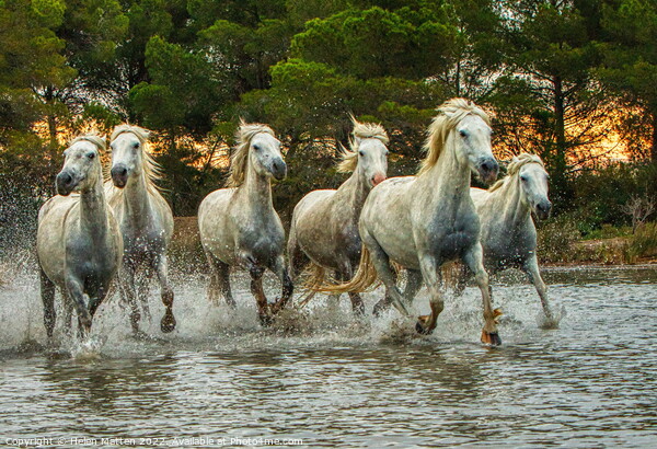 Wild White Horses in Marshes HDR Sunset Picture Board by Helkoryo Photography