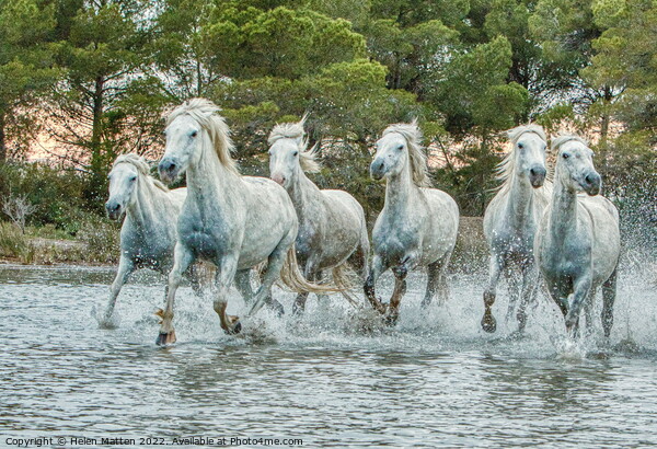 Wild White Horses in Marshes light sunset Picture Board by Helkoryo Photography