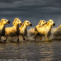 Buy canvas prints of Wild White Horses water dark golden by Helkoryo Photography
