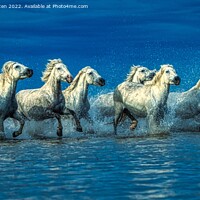 Buy canvas prints of Wild White Horses Water Blue by Helkoryo Photography