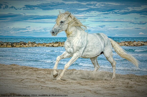Camargue white stallion horse HDR Picture Board by Helkoryo Photography