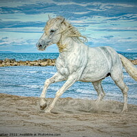 Buy canvas prints of Camargue white stallion horse HDR by Helkoryo Photography