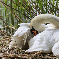 Buy canvas prints of Cygnet Cushioned under Mother Swans Wing by Helkoryo Photography