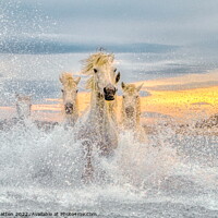 Buy canvas prints of Camargue Wild White Horses in the Sea Pastel  by Helen Matten