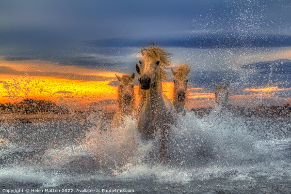 Majestic Camargue Horses in the Sea Dark Sunset Picture Board by Helkoryo Photography