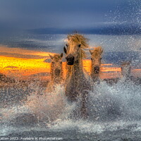 Buy canvas prints of Majestic Camargue Horses in the Sea Dark Sunset by Helkoryo Photography