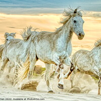 Buy canvas prints of A group of wild Camargue Horses in the Sand by Helkoryo Photography