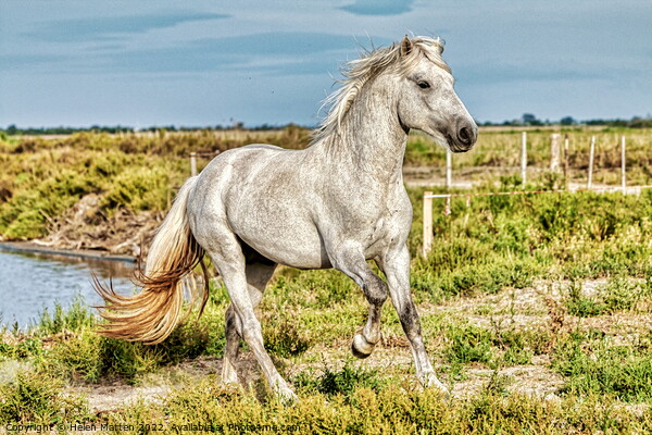 A Young Camargue Stallion 2 Picture Board by Helkoryo Photography
