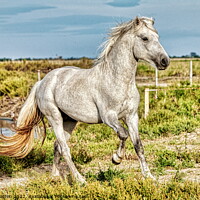 Buy canvas prints of A Young Camargue Stallion 2 by Helkoryo Photography