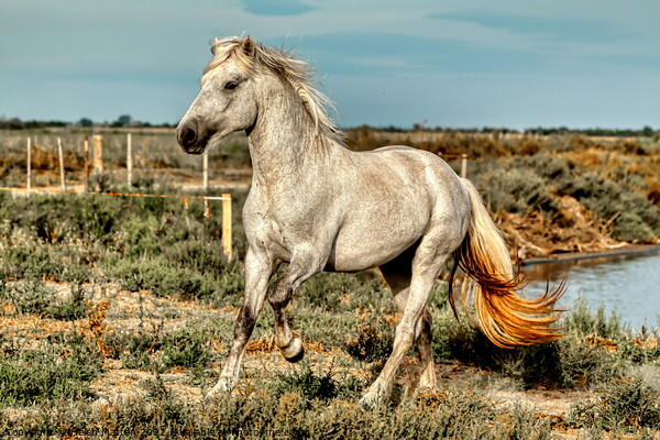 A Young Camargue Stallion in the Marshes 1 Picture Board by Helkoryo Photography