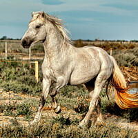 Buy canvas prints of A Young Camargue Stallion in the Marshes 1 by Helkoryo Photography