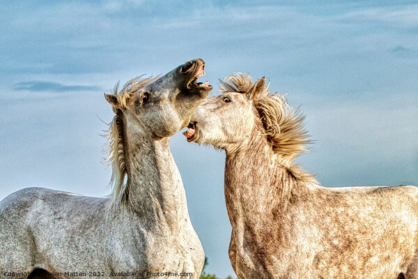 Stallions fighting in the Camargue colour Picture Board by Helkoryo Photography
