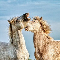 Buy canvas prints of Stallions fighting in the Camargue colour by Helkoryo Photography