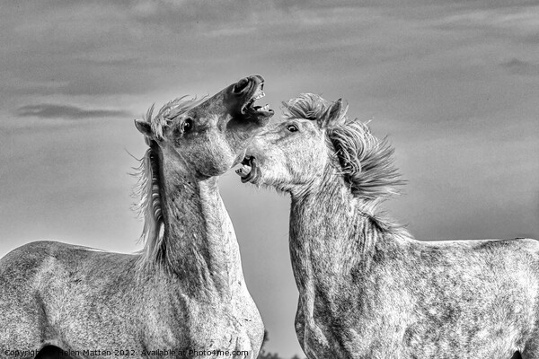 Stallions fighting in the Camargue Black and White Picture Board by Helkoryo Photography