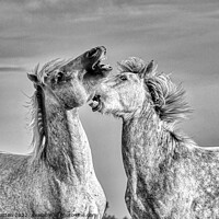 Buy canvas prints of Stallions fighting in the Camargue Black and White by Helkoryo Photography