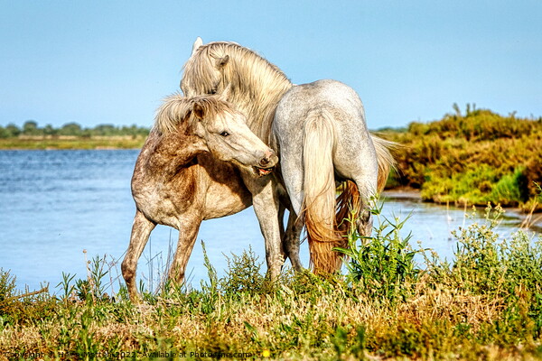 Two young stallions playing 1 Framed Mounted Print by Helen Matten