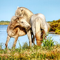Buy canvas prints of Two young stallions playing 1 by Helen Matten