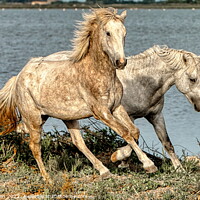 Buy canvas prints of Two young stallions playing 2 by Helkoryo Photography