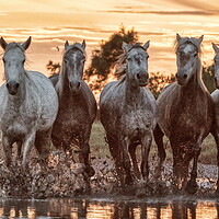 Buy canvas prints of A herd of Camargue mares in the marshes by Helkoryo Photography