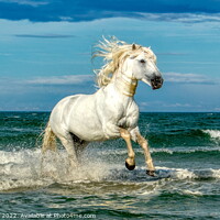 Buy canvas prints of White Camargue Stallion in the sea 2 by Helkoryo Photography