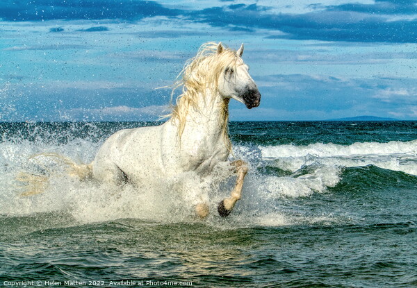 White Camargue Stallion in the sea 3 Picture Board by Helkoryo Photography