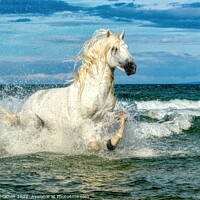 Buy canvas prints of White Camargue Stallion in the sea 3 by Helkoryo Photography