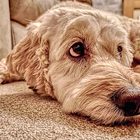 Buy canvas prints of Labradoodle Loving Eyes by Helkoryo Photography