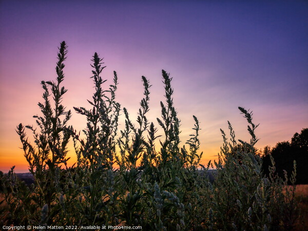 Purple Lemon and Orange Sunset  Picture Board by Helkoryo Photography
